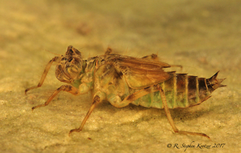 Libellula luctuosa, nymph